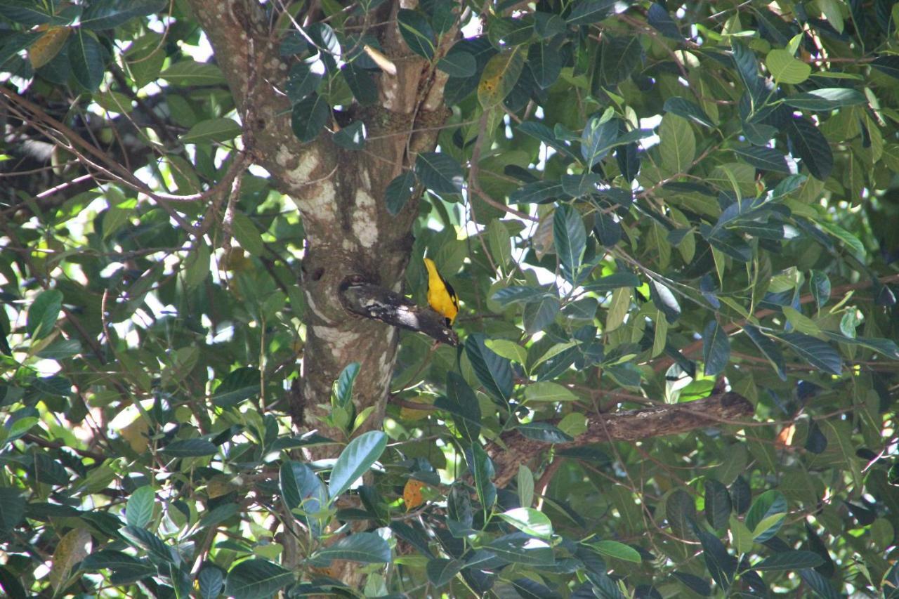 Mahaweli Shades Hotel Kandy Luaran gambar